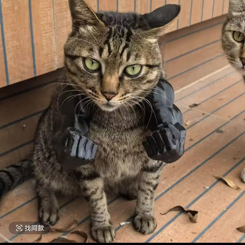 Cat muscle 3D toy