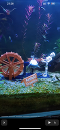 Skeleton shaking water car